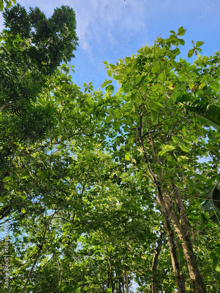 Fototapeta premium Sunlight filtering through a lush green tree canopy. Peaceful forest with vibrant green leaves under the sun. Lush green forest canopy with clear blue sky. Sunlit forest path with green trees