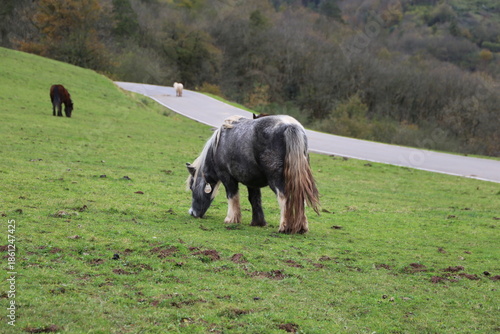 Caballo