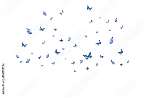 Butterfly on transparent background. Butterfly  isolated. Realistic butterflies postcard card frame Collection set of multicolored butterflies
