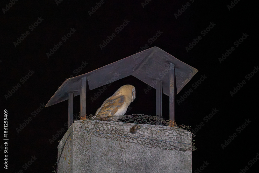 custom made wallpaper toronto digitalNocturnal Owl Resting on a Chimney Perch