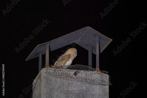 Wallpaper Mural Nocturnal Owl Resting on a Chimney Perch Torontodigital.ca