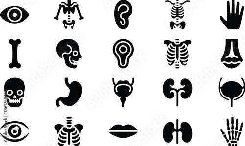 human anatomy icons set for medical and educational design use