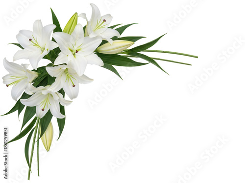 Elegant white lily corner arrangement with long green stems isolated on white background