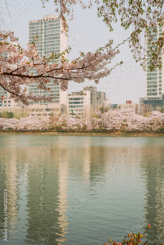 Seokchon Lake Cherry Blossoms in Seoul, South Korea