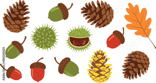 Forest seed and cone collection featuring various pine cones acorns chestnuts and oak leaves for autumn nature woodland park and vector design.