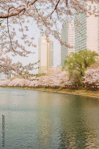 Seokchon Lake Cherry Blossoms in Seoul, South Korea