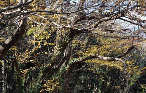 Wallpaper Mural Trees with green, yellow and brown leaves in natural forest background. Trees in autumn forest on a sunny day.	 Torontodigital.ca