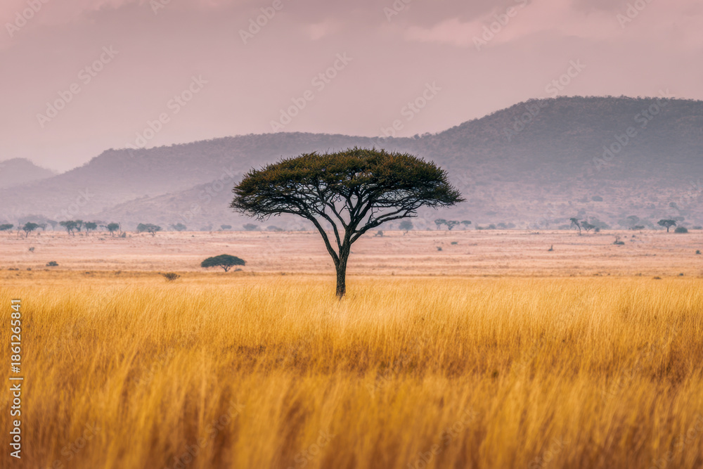 Obraz premium Solitary flat-topped tree standing tall in the golden grasslands of an African savannah with distant hills under a soft pink sky at sunrise or sunset