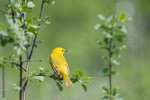 Yellow Warbler perched on a branch and looking over their shoulder
