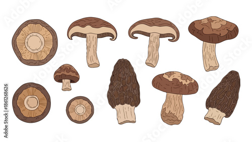 A diverse collection of edible and forest fungi, illustrating various species with detailed caps and stems on a clean background, perfect for
