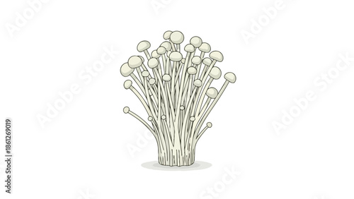 Fresh enoki mushrooms. Digital illustration. Slender white stems, delicate caps. Isolated on clean background. Perfect for healthy culinary projects