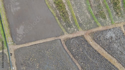 Aerial shot of smoke rising from burning crop residue in rice fields during harvest season.