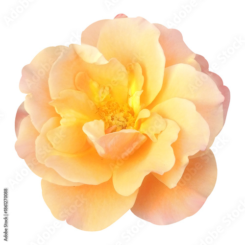 Wallpaper Mural Bright And Beautiful Rose Flower Stock Photo Torontodigital.ca