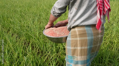 A farmer holding a bowl of granular fertilizer for spreading into the field