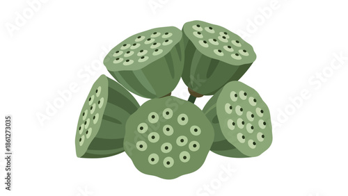 Lush green lotus seed pods with visible seeds illustrated beautifully in a clear, modern style on a pure white background, showcasing nature's