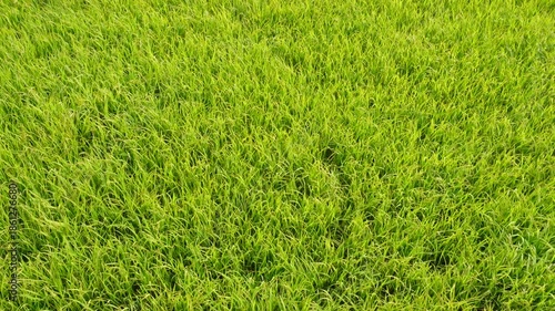 Lush green grass field top view texture