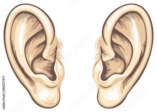 Detailed Human Ears Pair Anatomical Hearing Organ Vector Illustration
