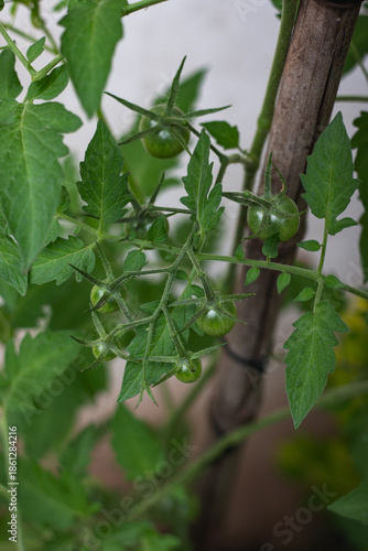 Cherry tomato closeup details