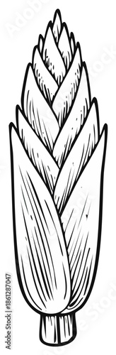 Hand drawn botanical plant shoot illustration with textured scales in monochrome style