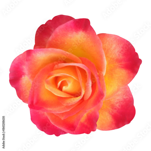 Wallpaper Mural Bright Rose Flower Stock Photo Torontodigital.ca