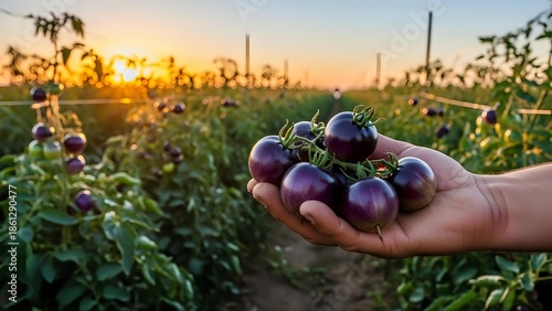Fresh purple eggplants harvested at golden hour in organic farm field with warm sunset light creating agricultural abundance scene for healthy eating concepts.