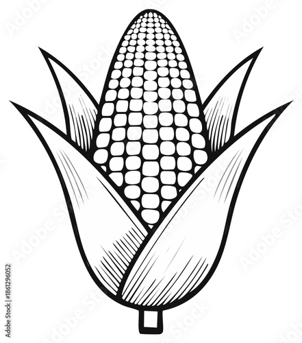 Black and white illustration of an ear of corn with leaves, botanical drawing