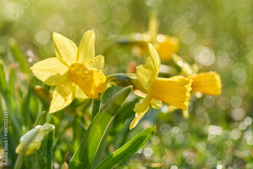 Yellow, fresh daffodil flowers blooming in the garden during spring. Natural, sunny, defocused background.		