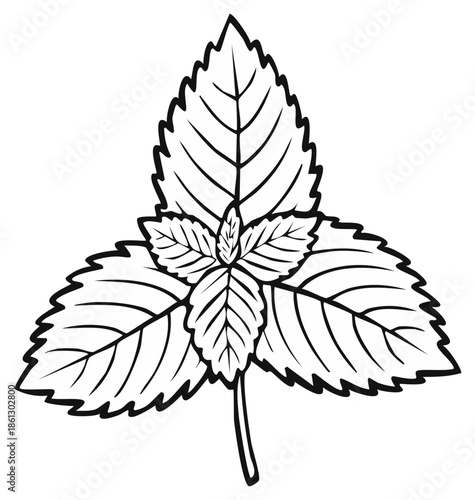 Black and white illustration of fresh mint leaves, detailed outline drawing