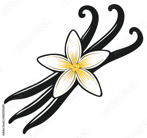 A stylized vector illustration of a vanilla flower with three bean pods a common spice and flavor