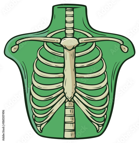 Stylized human rib cage anatomy illustration with green outline