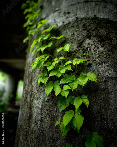 Biophilic Architecture: Vibrant Green Vines Climbing Raw Textured Concrete Pillar with Cinematic Lighting