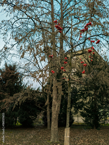 Peaceful berries among the autumn colors 