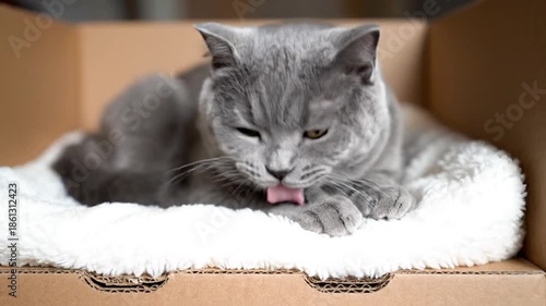 Gray cat resting in a cardboard box