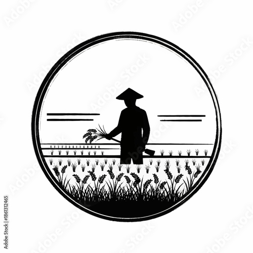 Silhouette of a farmer in a rice field, harvesting crops.