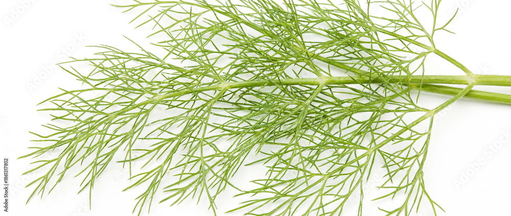 Obraz premium Fresh fennel leaves on a white background. Agriculture and healthy food concept. World Vegan Day