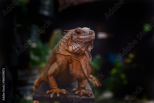 Beautiful iguana close up view. Dragon like animal