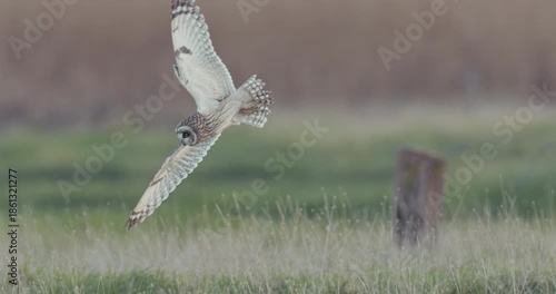 short-eared flying in slow motion