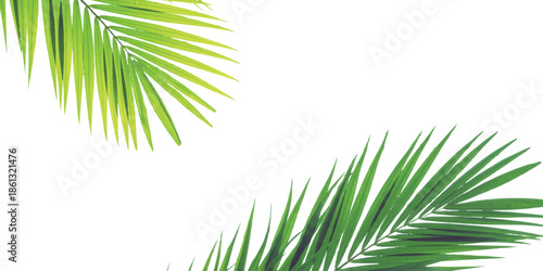 Fresh green palm leaf branches on a clean white background evoking tropical freshness