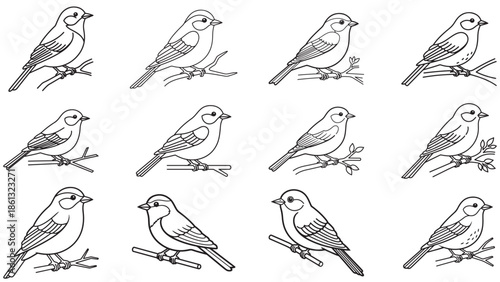 Bird Perched on Branch Line Art for Nature Illustration Ornithology and Garden Scenes