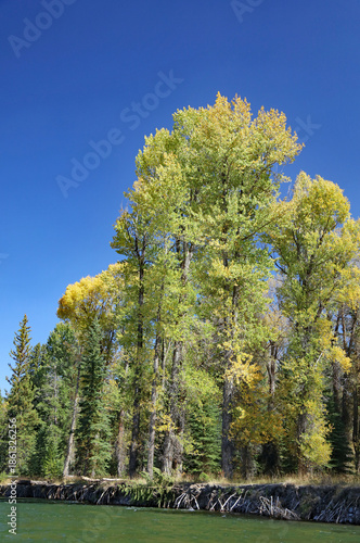 Sunlit Cottonwood trees on the banks of the Snake River, Grand Teton National Park, Wyoming  USA
