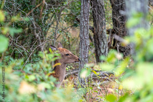 Sika Deer in Forest at Assateague Island
