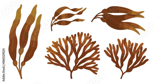 A comprehensive and visually appealing illustrative collection showcasing a wide array of diverse brown marine algae and various seaweed botanical