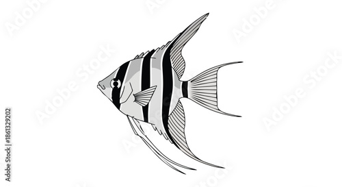 Detailed black and white angelfish illustration perfect for aquatic themes and marine life educational content featuring elegant striped patterns
