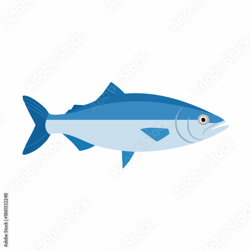 Isolated tuna fish illustration. Atlantic ocean bluefin tuna animal drawing on white. Marine wildlife vector.