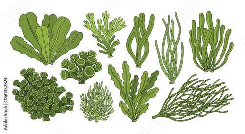 A vibrant assortment of diverse green aquatic plants and seaweeds in various forms and textures