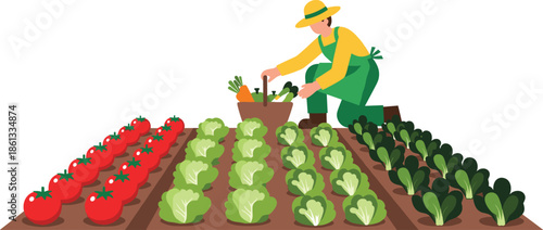 Farmer harvesting fresh vegetables in garden, man picking tomatoes lettuce and carrots, cad drawing flat vector illustration, isolated scene
