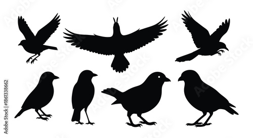 Silhouettes of various birds in flight and perched positions depicted in black