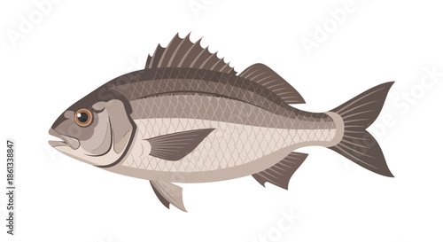 A graphic depiction of a freshwater or saltwater fish, showcasing its distinct biological form and texture, perfect for educational content or