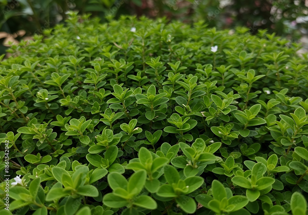 Fototapeta premium Green Bush in Garden Landscape