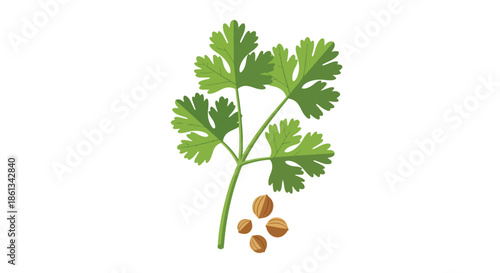 Fresh green cilantro sprig with delicate lobed leaves and earthy brown coriander seeds, a vital graphic illustration of this versatile culinary